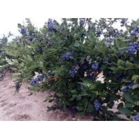 Голубика Легаси ** 3 года (С 5)
