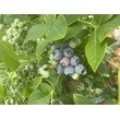 Голубика Элизабет ** 3 года (С 5)