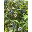 Голубика Эллиот *** 3 года (С 5)
