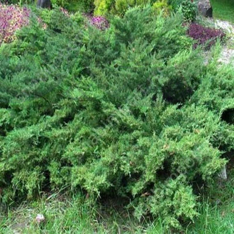 Можжевельник средний Метхот (С 1,5)