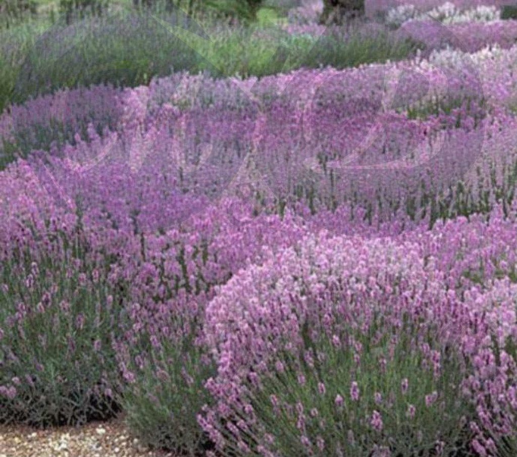 Лаванда узколистная Розеа (С 1,5)