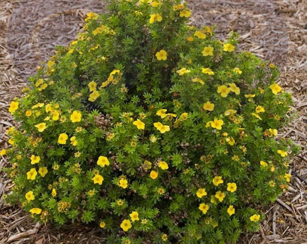 Лапчатка кустарниковая Голден Тауэр (С 5)