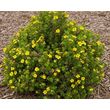 Лапчатка кустарниковая Голден Тауэр (С 5)