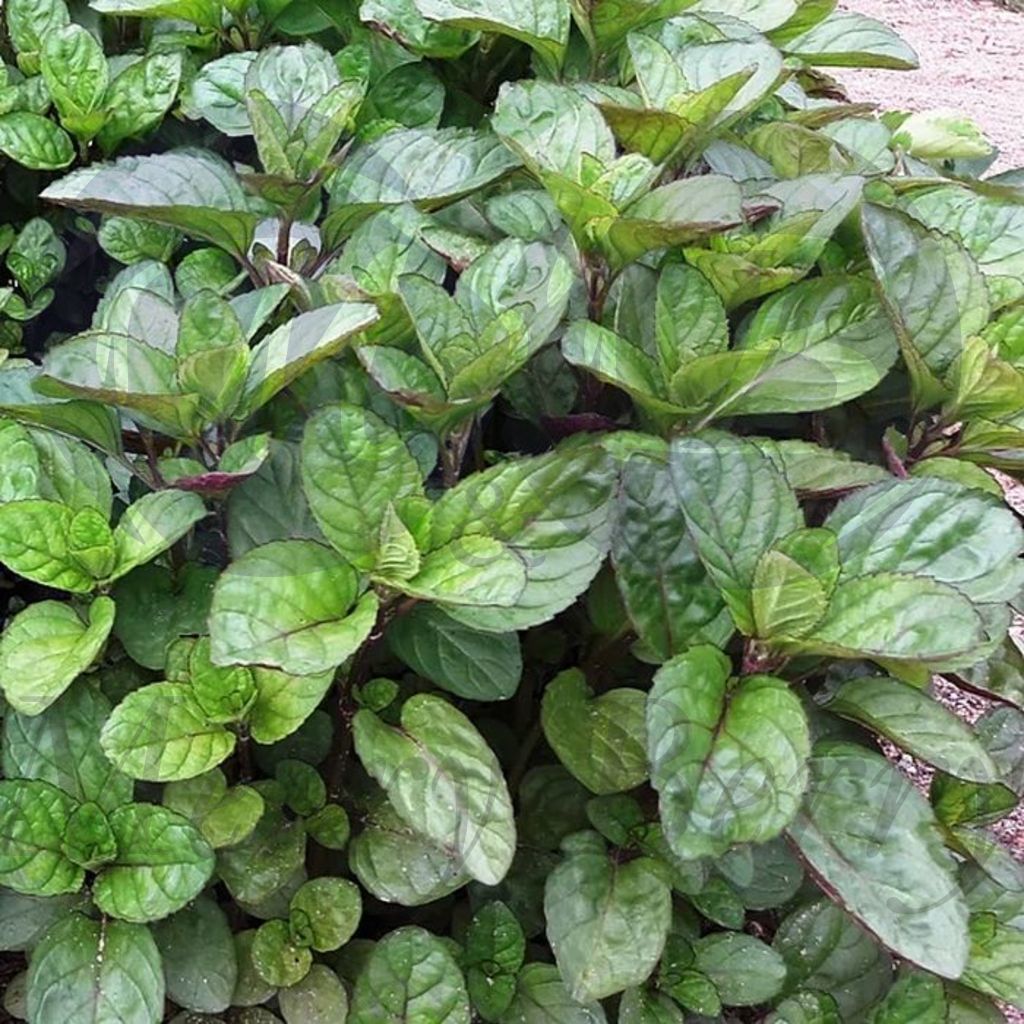 Мята Гранада (С 1,5)