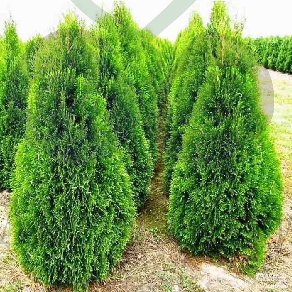 Туя западная Смарагд (С 1,5)