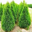 Туя западная Смарагд (С 1,5)