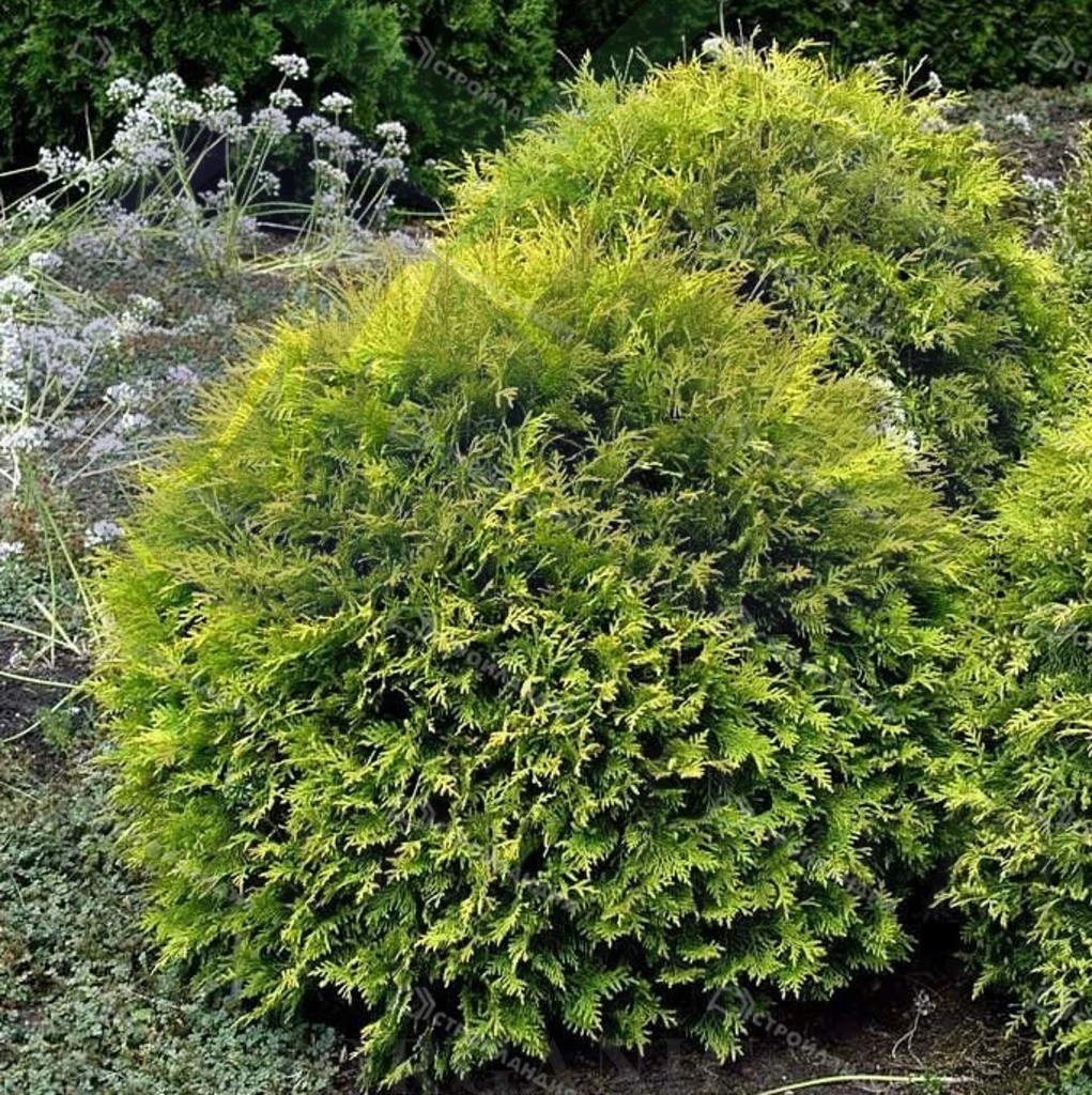 Туя западная Голден Глоб (С 1,5)