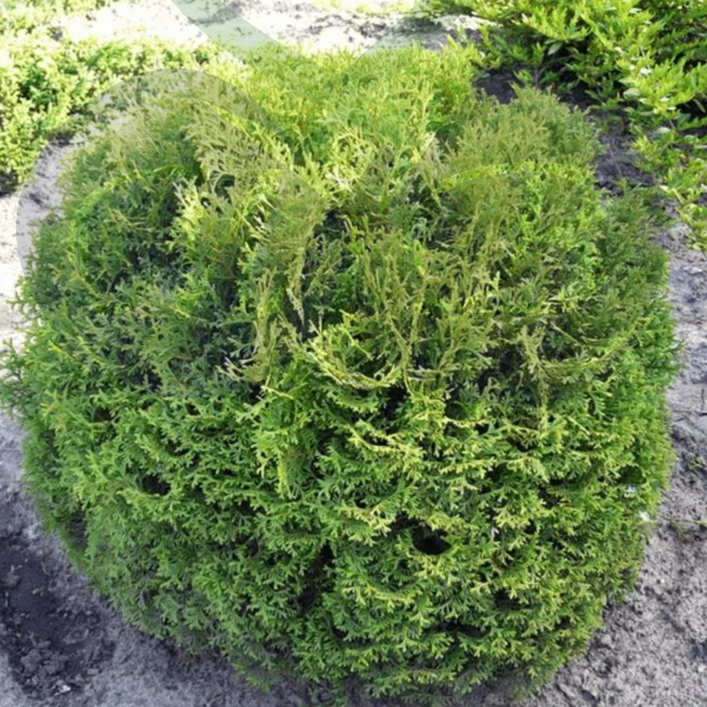 Туя западная Тими Тим (С 1,5)