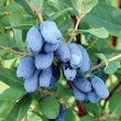 Жимолость Бореал Бист С 5 рис.0