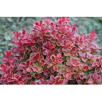 Барбарис тунберга (С 1,5)