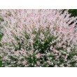 Ива цельнолистная Хакура -Нишики (С 5)