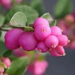 Снежноягодник доренбоза Мэджикал Кэнди (С 3)