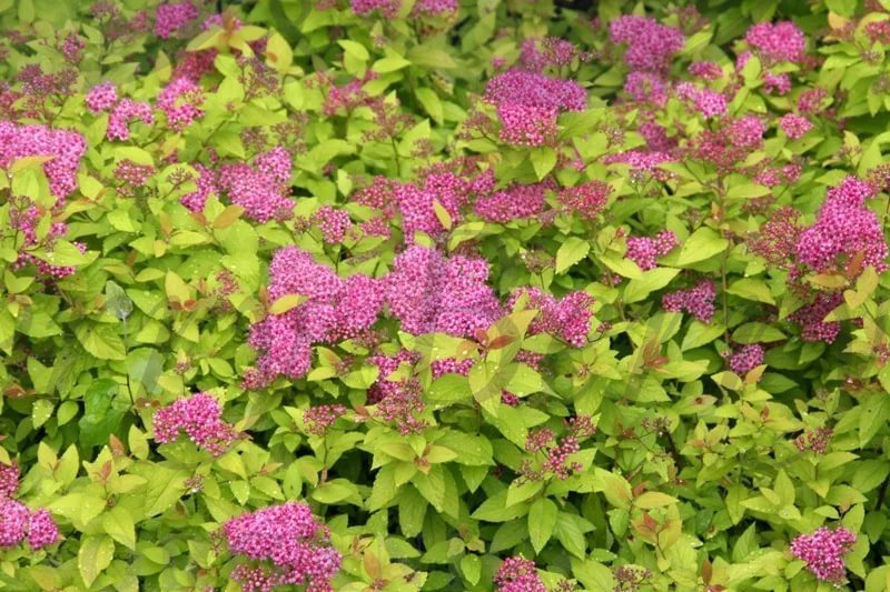 Спирея японская Голден Принцесс (С 5)