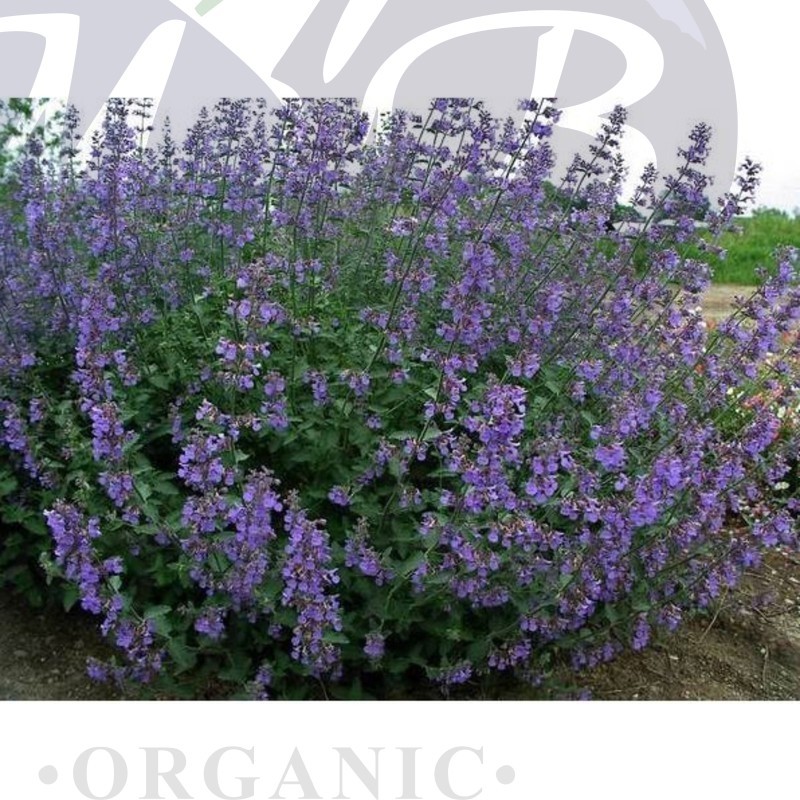 Котовник Сикс Хиллс Гиант (С 1,5)