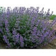 Котовник Сикс Хиллс Гиант (С 2)