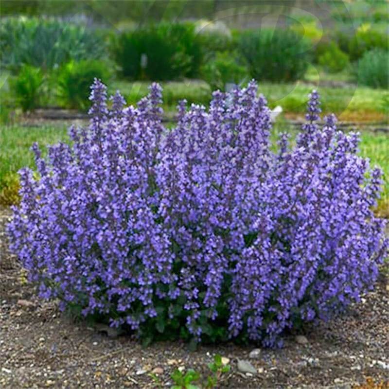 Котовник Сикс Хиллс Гиант Голд (С 1,5)