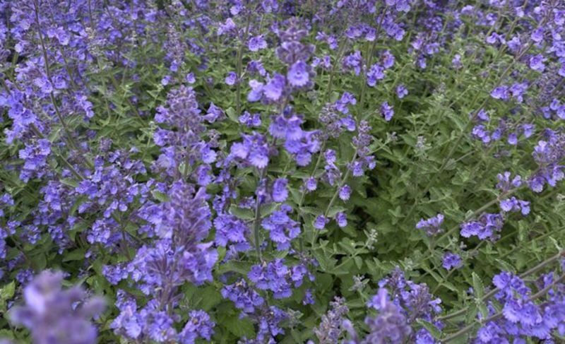 Котовник Фассена Блю Вандер (С 1,5)