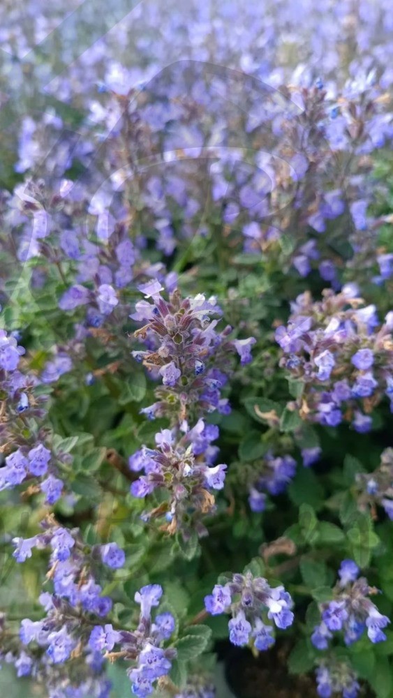 Котовник Фассена Пурсиан Блю (С 1,5)