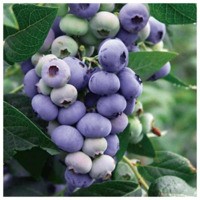 Однолетние саженцы голубики