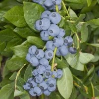 Трехлетние саженцы голубики