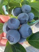 Ягоды голубики