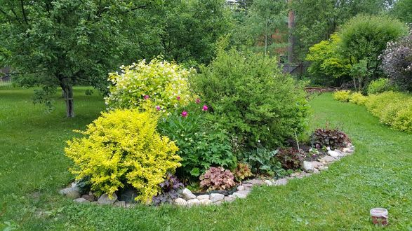 Лиственные кустарники