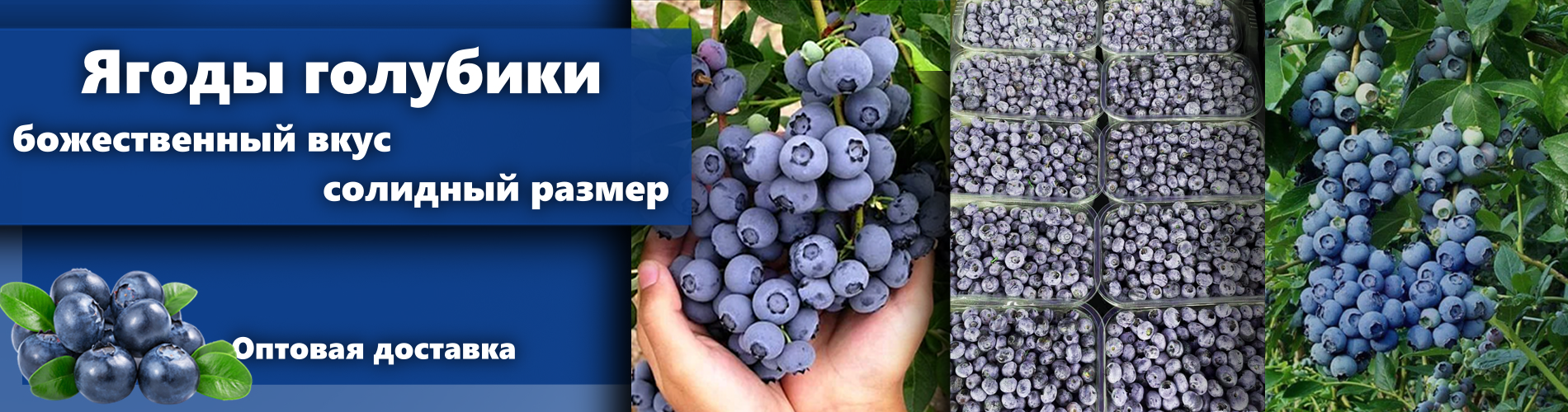 Саженцы голубики купить оптом в Краснодаре и Горячем Ключе